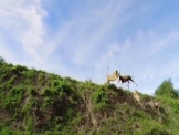 بالفيديو .. أسد يطير بالهواء لافتراس ظبي